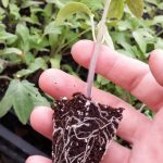 فروش عمده خاک سبک مخصوص روف گاردن و گل و گیاه